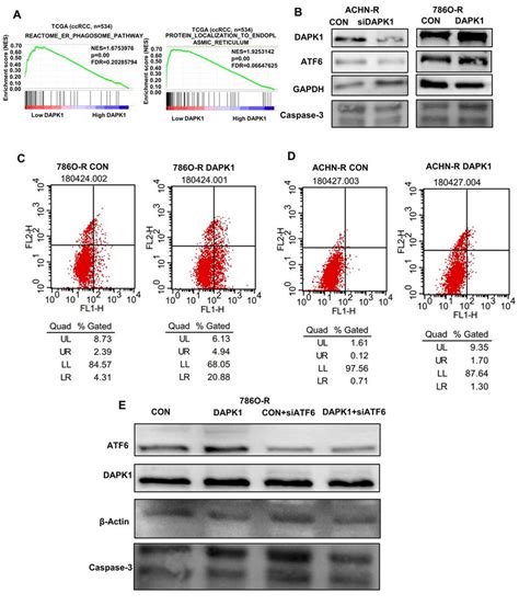 Dapk1 Regulates Endoplasmic Reticulum Stress Mediated Apoptosis A