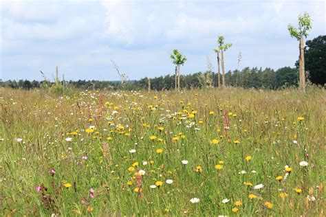 Wildpflanzen Der Blumenwiese Netzwerk Bl Hende Landschaft