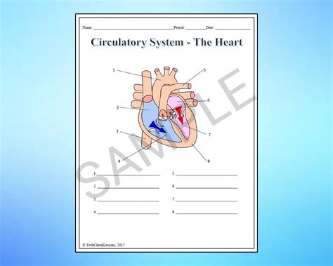 Circulatory System Labeling Worksheet Science Editable DIGITAL DOWNLOAD ...