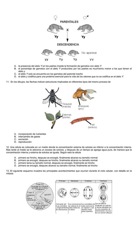 Biolog A Banco De Preguntas Icfes Pdf