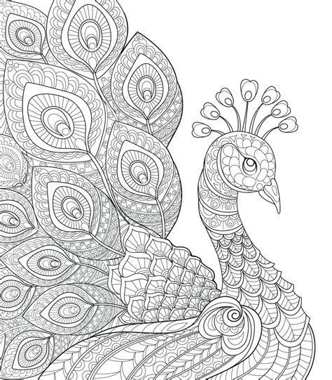 Peacock Coloring Pages For Adults At Getdrawings Free Download