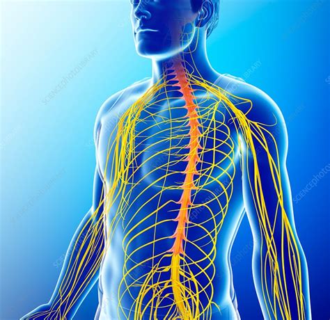 Male Nervous System Illustration Stock Image F0170790 Science