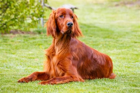 Vibrant Red Haired Dog Breeds Unleashing Their Beauty