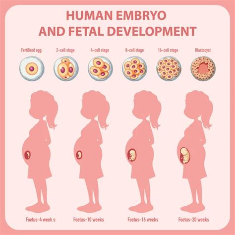 Human Embryo Fetal Development Infographic Illustration Stock Vector By