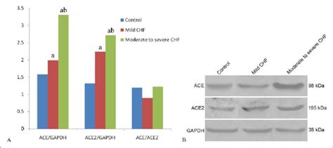 Detection Of Ace And Ace Protein Expressions By Western Blotting A