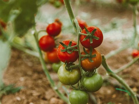 Nos astuces pour faire mûrir rapidement les tomates encore vertes