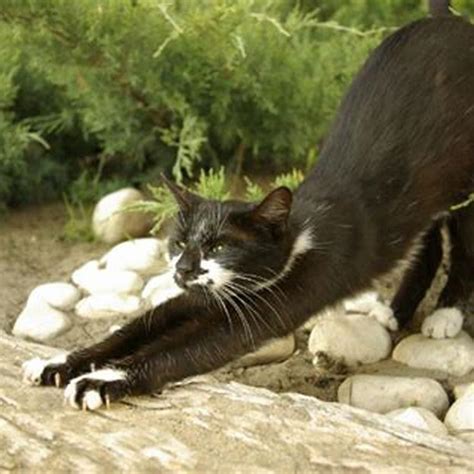 Do Cats Sharpen Their Claws With Their Teeth Diy Seattle