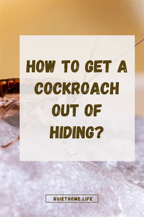 How To Eliminate Cockroaches From Your Home