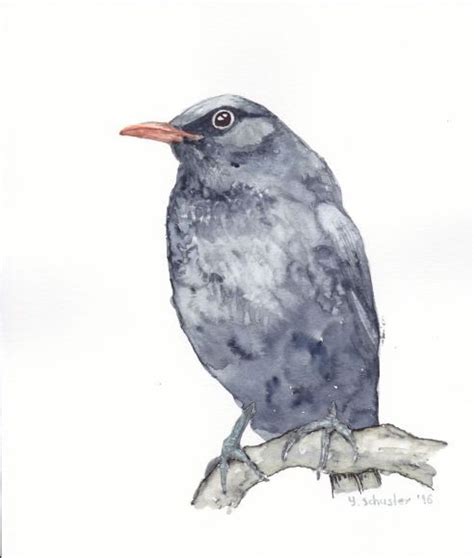 Watercolour Birds Portraits Series Blackbird Watercolour By