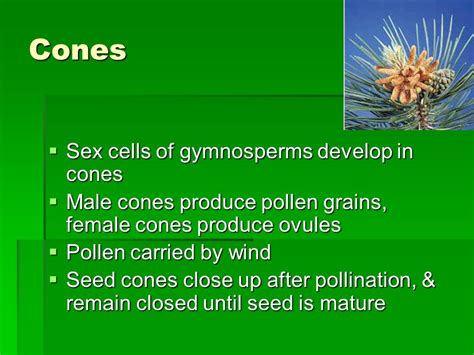 Exploring Plants Plant Reproduction Reproductive Structure Of Seed