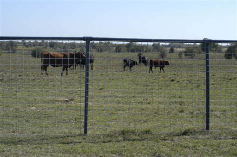 Ok Brand Cattle Panel 50 X 16 Sparr Building And Farm Supply