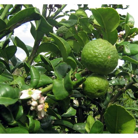 Kaffir Lime Tree How To Grow And Care For The Kaffir Lime 43 Off