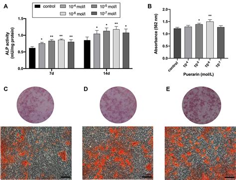 Effect Of Puerarin On New Bone Formation In Vivo Dddt