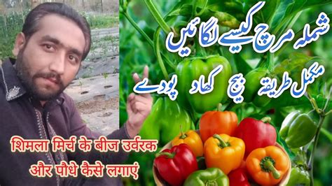 How To Grow Capsicum How To Grow Bell Peppers How To Grow Shimla Mirch Shimla Mirch