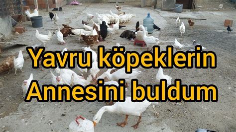 Yavru K Pekler N Annes N Buldum K Mes N Son Durumu Youtube