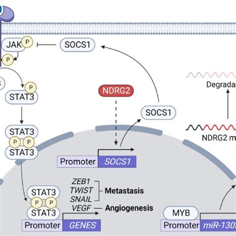 Inhibition Of Stat Activation Pathway By Ndrg Jak Is Activated Upon