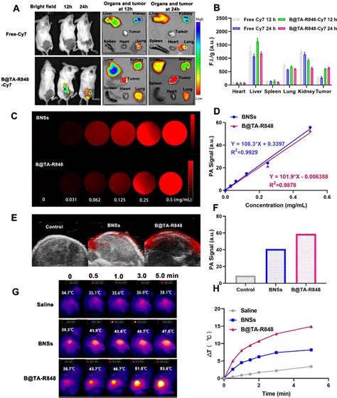 In Vivo Imaging And Biodistribution A Ex Vivo Fluorescence Images Of