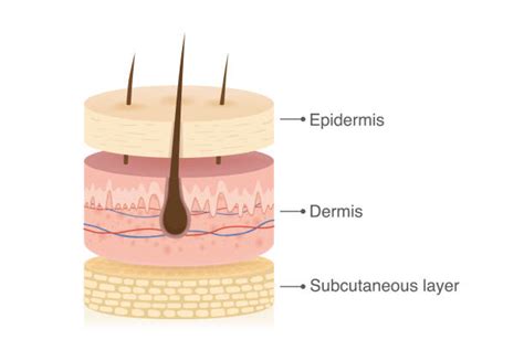 310+ Hypodermis Stock Illustrations, Royalty-Free Vector Graphics ...