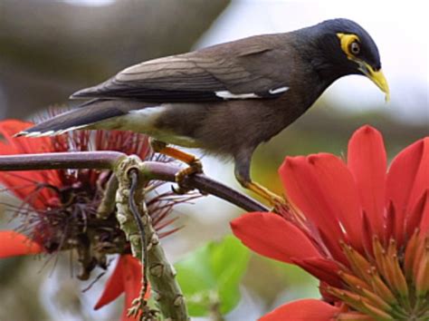 Myna Bird Range