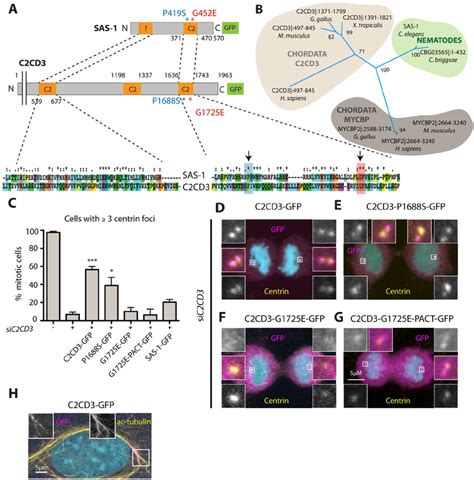 The Human SAS 1 Homolog C2CD3 Is Impaired By Mutations Important For