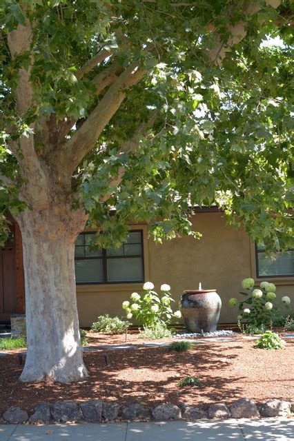 Los Altos Landscape Garden Design Green Patio Mediterran Garten