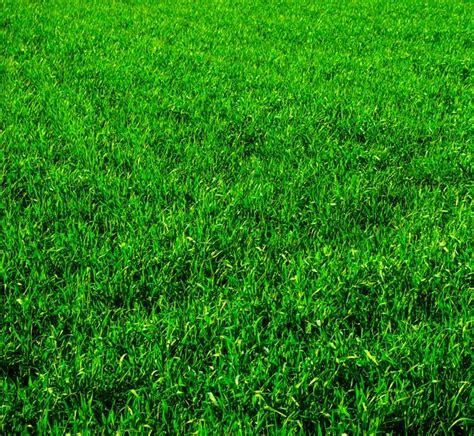 Green Grass Texture Field Stock Photo Pakhnyushchyy 635144170