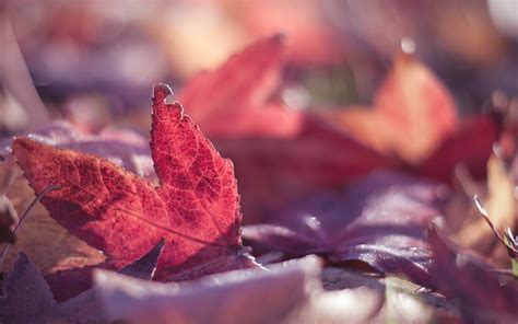 Hintergrundbilder Blätter Natur rot Fotografie Makro Frühling