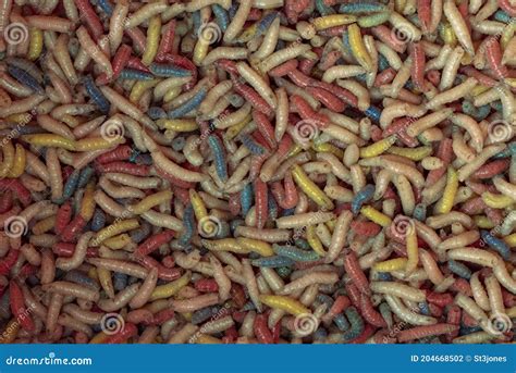 A Photograph Of Multicolored Maggots Stock Photo Image Of Texture