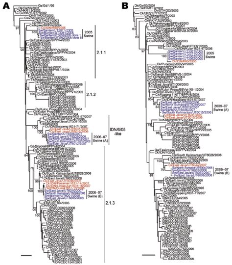 Phylogenetic Relationships Among The A Hemagglutinin HA And B