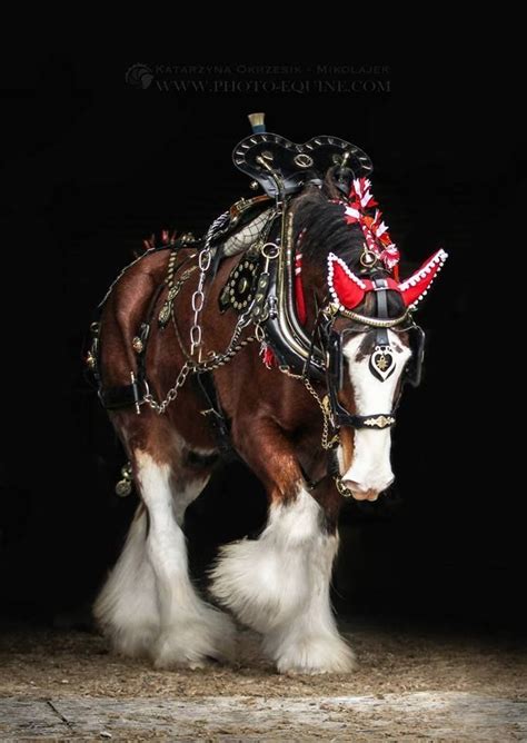 11 Most Popular Horse Breeds In The World Clydesdale Horses