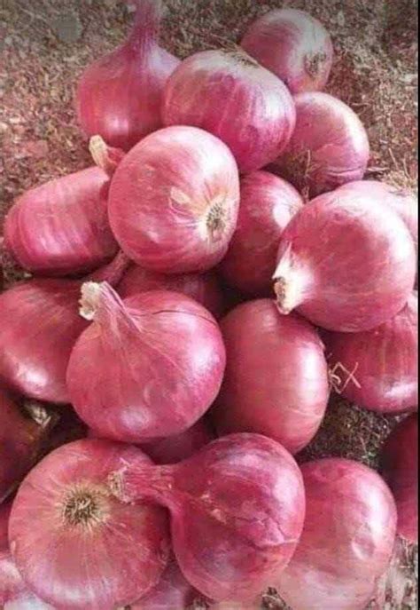 A Grade Maharashtra Fresh Red Onion Gunny Bag Onion Size Available