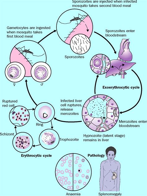 The Immune Response To Plasmodium Falciparum Malaria The Lancet Infectious Diseases