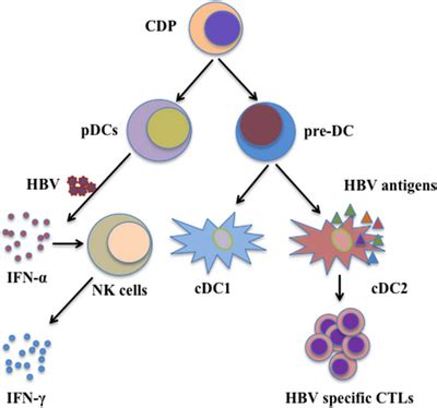 Roles Of Dendritic Cells In Immunity And Hepatitis B Virus Hbv