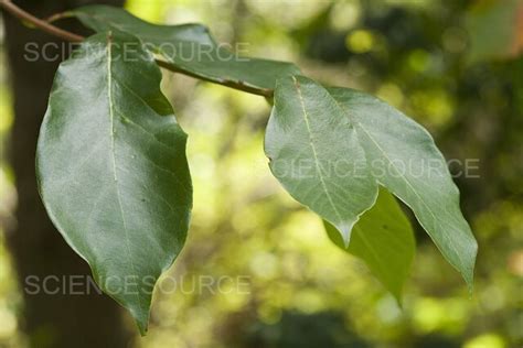 Photograph | Black Gum Leaves | Science Source Images