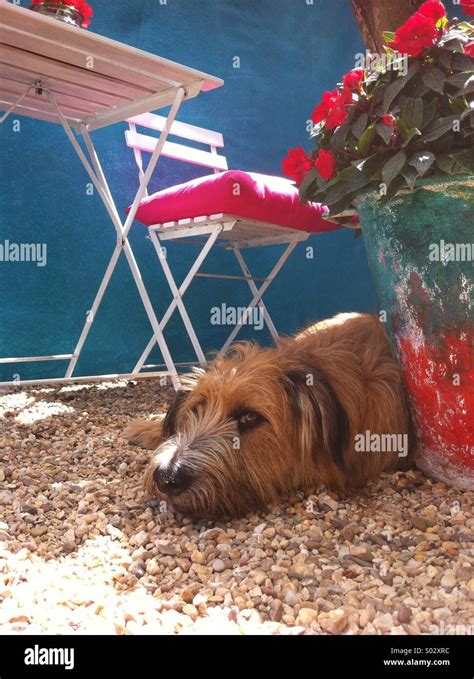 Lazy dog sleeping Stock Photo - Alamy