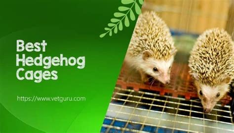 The 5 Best Hedgehog Cages Reviews 2021