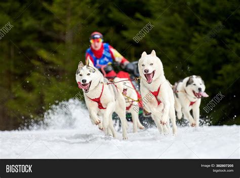 Husky Sled Dog Racing Image & Photo (Free Trial) | Bigstock