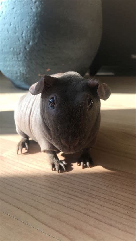 Naked Guinea Pigs Adorable Hairless Pets