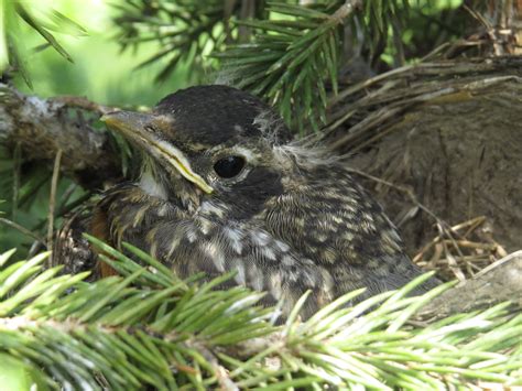 baby bird in nest | Beautiful birds, Bird nest, Backyard birds