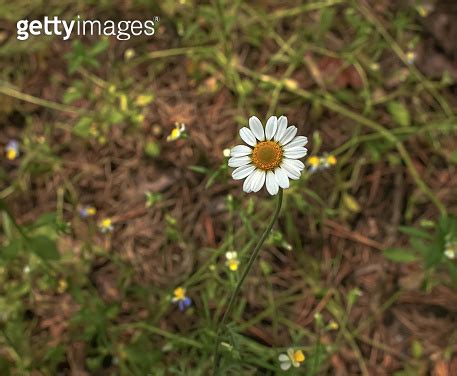 Chamomile Flowers Matricaria Recutita L Pharmaceutical Camomile