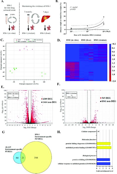 Transcriptome Profiling Of The E Histolytica Laboratory Strain Download Scientific Diagram