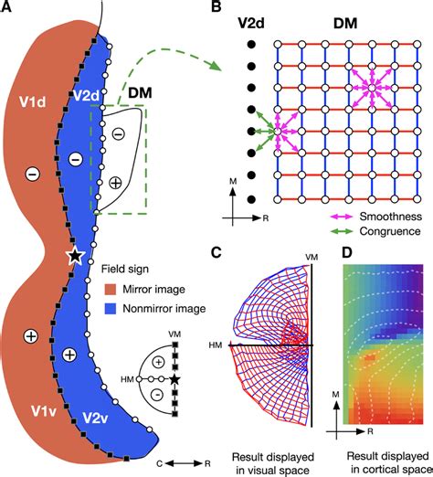 A Model For Retinotopic Map Formation In The Extrastriate Cortex A