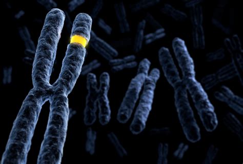 Deletion, duplication of chromosome 16 segment may confer same autism ...