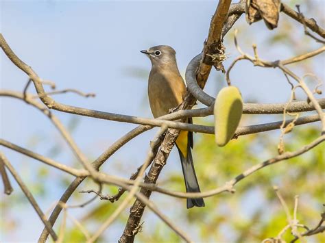 Gray Silky Flycatcher Phillip Kenny Flickr