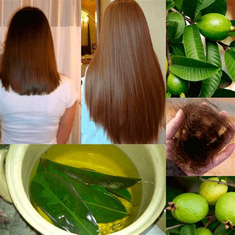 FOLHAS DE GOIABA PARA CRESCIMENTO E COMBATE A QUEDA DE CABELO