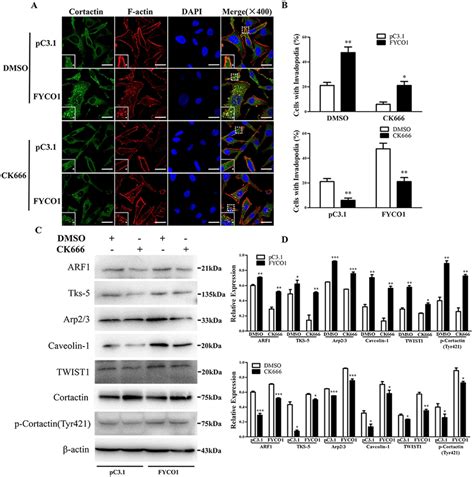 Fyco Regulates Migration Invasion And Invadopodia Formation In Hela