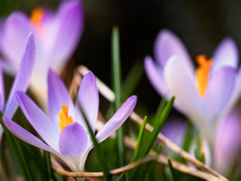 Purple And White Petaled Flowers Hd Wallpaper Wallpaper Flare