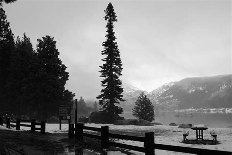 Free Images Tree Snow Winter Black And White Mist Morning Lake