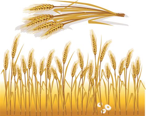 Wheat Vector Free Vector 4Vector