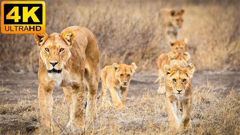 4K African Wildlife: Mana Pools National Park - Real Sounds of Africa ...